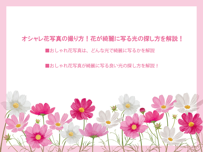 オシャレ花写真の撮り方 花が綺麗に写る光にいて解説 Atelier302 お散歩フォト