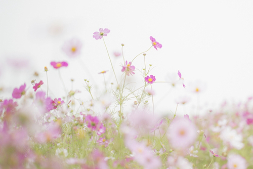 昭和記念公園コスモス祭り22の見頃と開花状況 駐車場の混雑は Atelier302 お散歩フォト