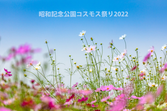 昭和記念公園コスモス祭り22の見頃と開花状況 駐車場の混雑は Atelier302 お散歩フォト